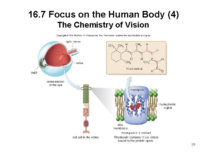 16. 7 Focus on the Human Body (4) The Chemistry of Vision 39 