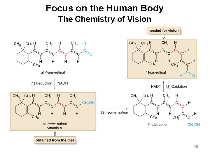 Focus on the Human Body The Chemistry of Vision 40 