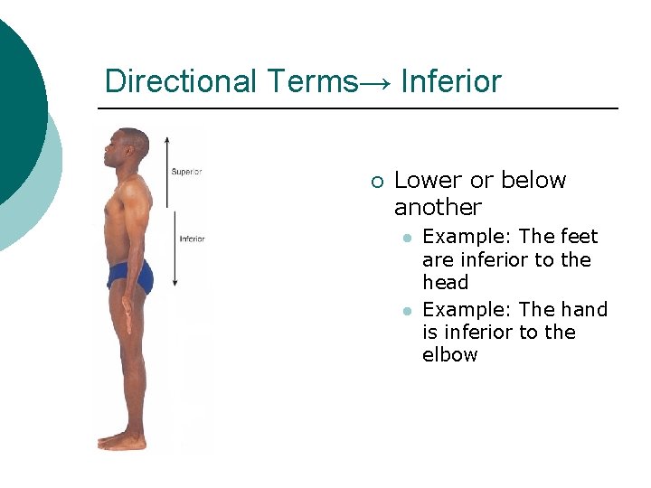 Directional Terms→ Inferior ¡ Lower or below another l l Example: The feet are Directional Terms→ Inferior ¡ Lower or below another l l Example: The feet are