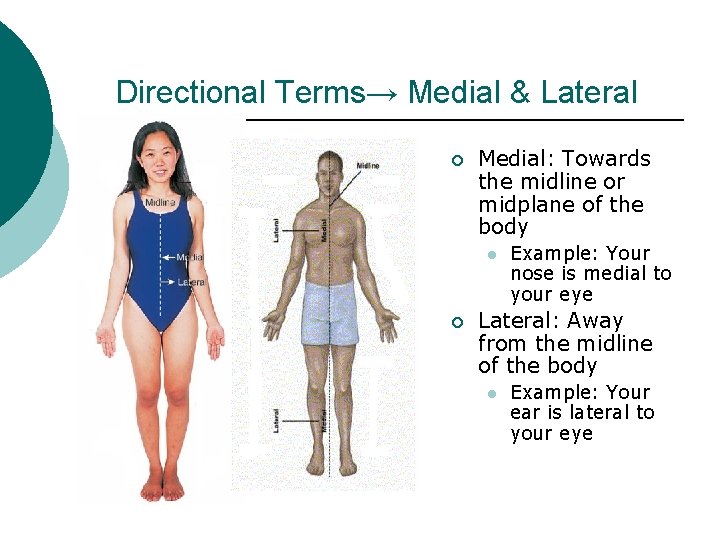 Directional Terms→ Medial & Lateral ¡ Medial: Towards the midline or midplane of the Directional Terms→ Medial & Lateral ¡ Medial: Towards the midline or midplane of the