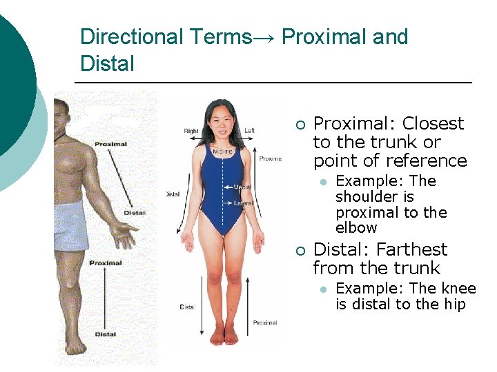 Directional Terms→ Proximal and Distal ¡ Proximal: Closest to the trunk or point of Directional Terms→ Proximal and Distal ¡ Proximal: Closest to the trunk or point of
