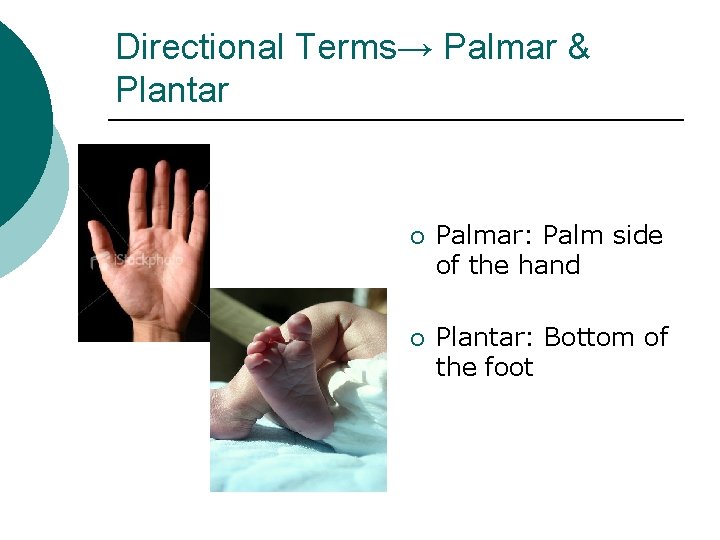Directional Terms→ Palmar & Plantar ¡ Palmar: Palm side of the hand ¡ Plantar: Directional Terms→ Palmar & Plantar ¡ Palmar: Palm side of the hand ¡ Plantar: