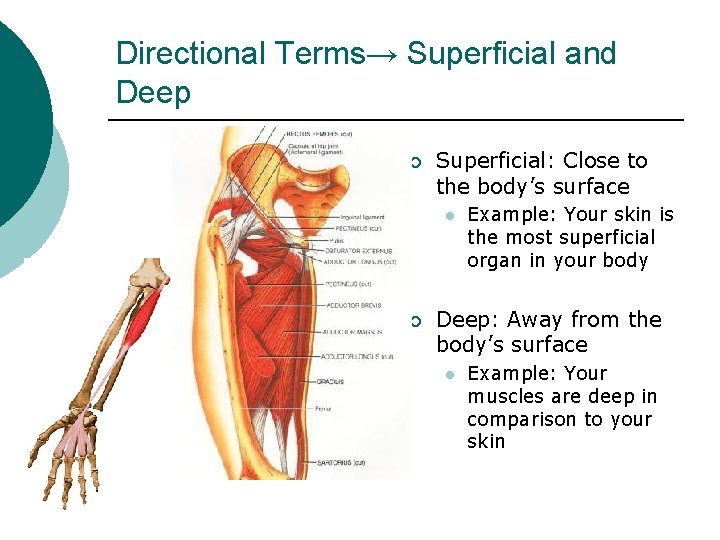 Directional Terms→ Superficial and Deep ¡ Superficial: Close to the body’s surface l ¡ Directional Terms→ Superficial and Deep ¡ Superficial: Close to the body’s surface l ¡