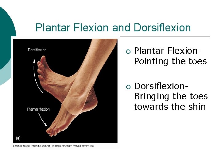 Plantar Flexion and Dorsiflexion ¡ ¡ Plantar Flexion- Pointing the toes Dorsiflexion- Bringing the Plantar Flexion and Dorsiflexion ¡ ¡ Plantar Flexion- Pointing the toes Dorsiflexion- Bringing the