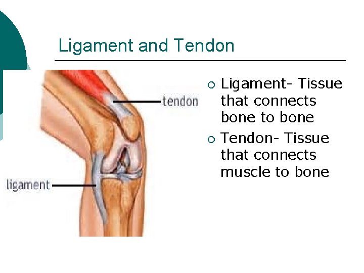 Ligament and Tendon ¡ ¡ Ligament- Tissue that connects bone to bone Tendon- Tissue Ligament and Tendon ¡ ¡ Ligament- Tissue that connects bone to bone Tendon- Tissue