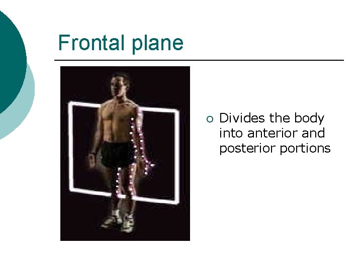 Frontal plane ¡ Divides the body into anterior and posterior portions Frontal plane ¡ Divides the body into anterior and posterior portions