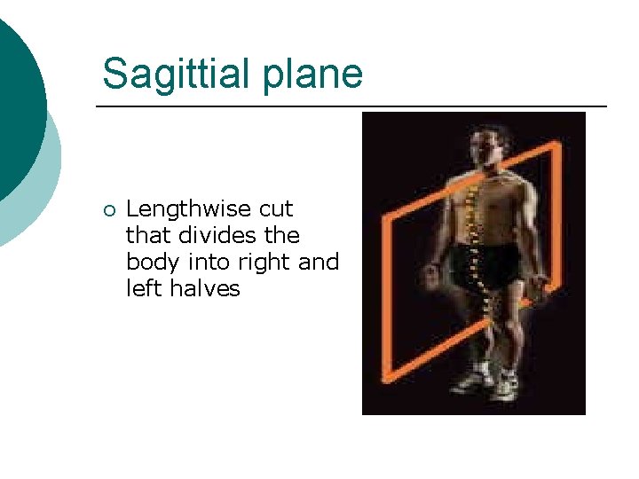 Sagittial plane ¡ Lengthwise cut that divides the body into right and left halves Sagittial plane ¡ Lengthwise cut that divides the body into right and left halves