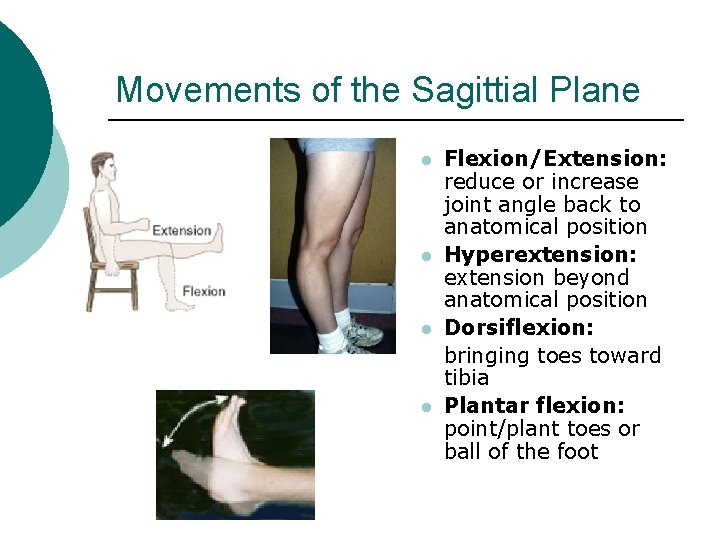 Movements of the Sagittial Plane l l Flexion/Extension: reduce or increase joint angle back Movements of the Sagittial Plane l l Flexion/Extension: reduce or increase joint angle back