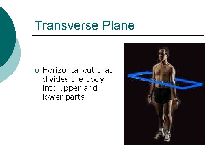 Transverse Plane ¡ Horizontal cut that divides the body into upper and lower parts Transverse Plane ¡ Horizontal cut that divides the body into upper and lower parts