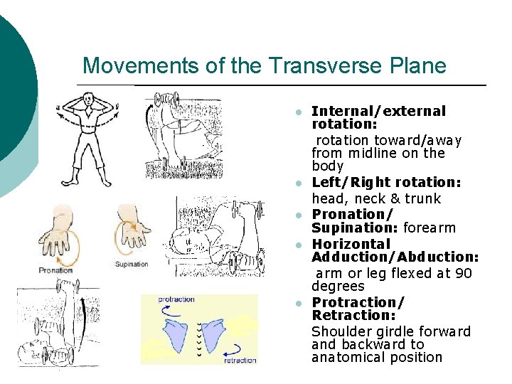 Movements of the Transverse Plane l l l Internal/external rotation: rotation toward/away from midline Movements of the Transverse Plane l l l Internal/external rotation: rotation toward/away from midline