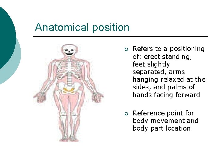 Anatomical position ¡ Refers to a positioning of: erect standing, feet slightly separated, arms Anatomical position ¡ Refers to a positioning of: erect standing, feet slightly separated, arms