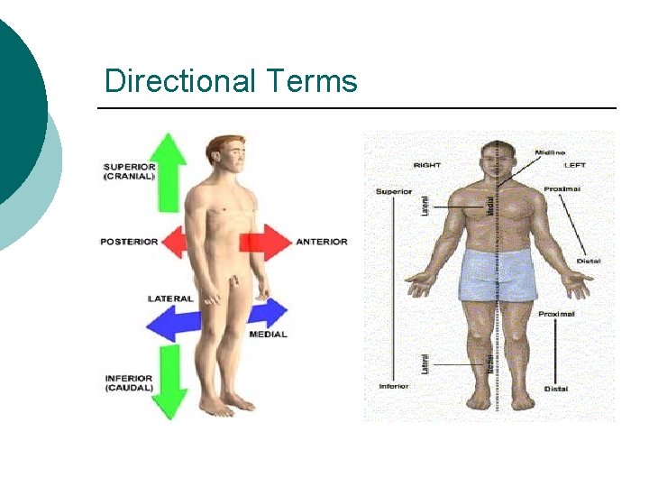 Directional Terms Directional Terms