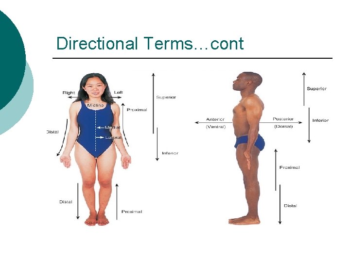 Directional Terms…cont Directional Terms…cont