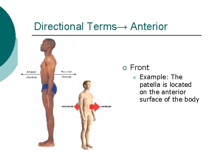 Directional Terms→ Anterior ¡ Front l Example: The patella is located on the anterior Directional Terms→ Anterior ¡ Front l Example: The patella is located on the anterior