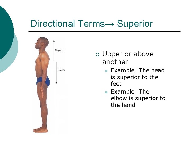 Directional Terms→ Superior ¡ Upper or above another l l Example: The head is Directional Terms→ Superior ¡ Upper or above another l l Example: The head is