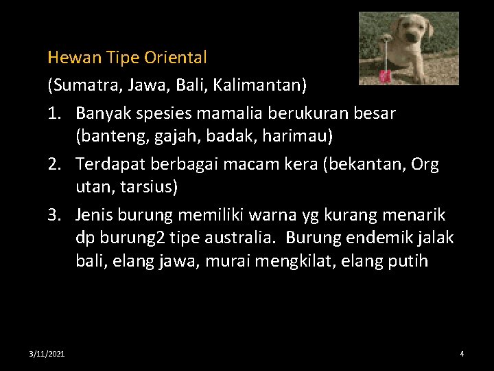 Hewan Tipe Oriental (Sumatra, Jawa, Bali, Kalimantan) 1. Banyak spesies mamalia berukuran besar (banteng,