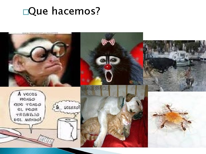 �Que hacemos? 