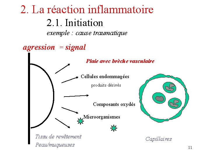 2. La réaction inflammatoire 2. 1. Initiation exemple : cause traumatique agression = signal 2. La réaction inflammatoire 2. 1. Initiation exemple : cause traumatique agression = signal