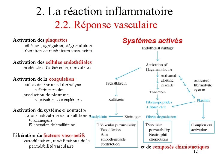 2. La réaction inflammatoire 2. 2. Réponse vasculaire Activation des plaquettes adhésion, agrégation, dégranulation 2. La réaction inflammatoire 2. 2. Réponse vasculaire Activation des plaquettes adhésion, agrégation, dégranulation