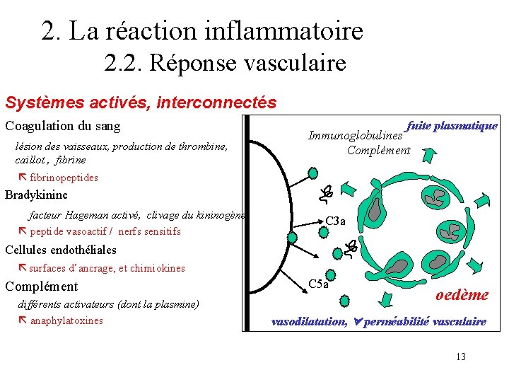 2. La réaction inflammatoire 2. 2. Réponse vasculaire Systèmes activés, interconnectés Coagulation du sang 2. La réaction inflammatoire 2. 2. Réponse vasculaire Systèmes activés, interconnectés Coagulation du sang