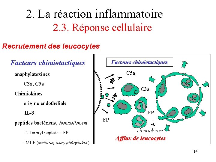 2. La réaction inflammatoire 2. 3. Réponse cellulaire Recrutement des leucocytes Facteurs chimiotactiques Y 2. La réaction inflammatoire 2. 3. Réponse cellulaire Recrutement des leucocytes Facteurs chimiotactiques Y