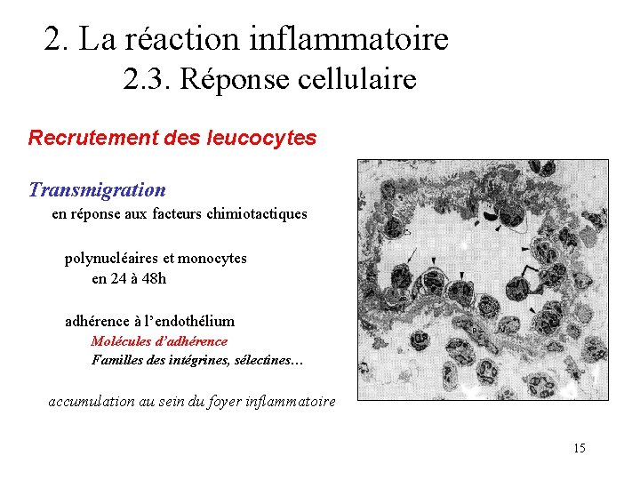 2. La réaction inflammatoire 2. 3. Réponse cellulaire Recrutement des leucocytes Transmigration en réponse 2. La réaction inflammatoire 2. 3. Réponse cellulaire Recrutement des leucocytes Transmigration en réponse