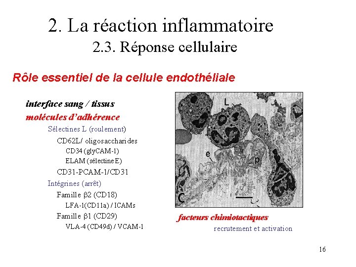 2. La réaction inflammatoire 2. 3. Réponse cellulaire Rôle essentiel de la cellule endothéliale 2. La réaction inflammatoire 2. 3. Réponse cellulaire Rôle essentiel de la cellule endothéliale