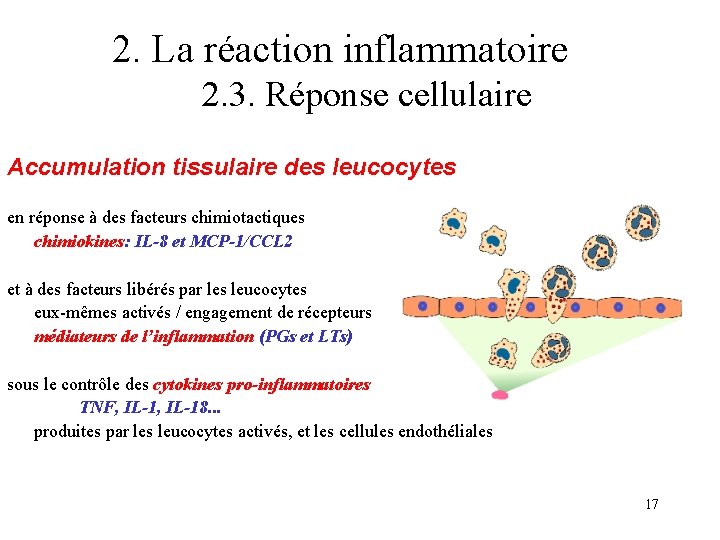 2. La réaction inflammatoire 2. 3. Réponse cellulaire Accumulation tissulaire des leucocytes en réponse 2. La réaction inflammatoire 2. 3. Réponse cellulaire Accumulation tissulaire des leucocytes en réponse