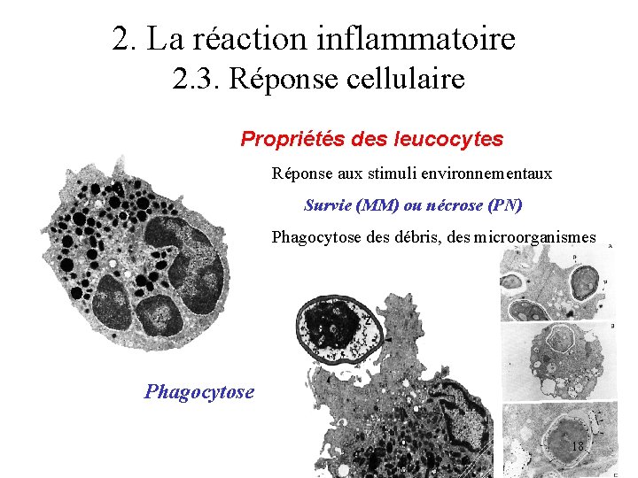 2. La réaction inflammatoire 2. 3. Réponse cellulaire Propriétés des leucocytes Réponse aux stimuli 2. La réaction inflammatoire 2. 3. Réponse cellulaire Propriétés des leucocytes Réponse aux stimuli