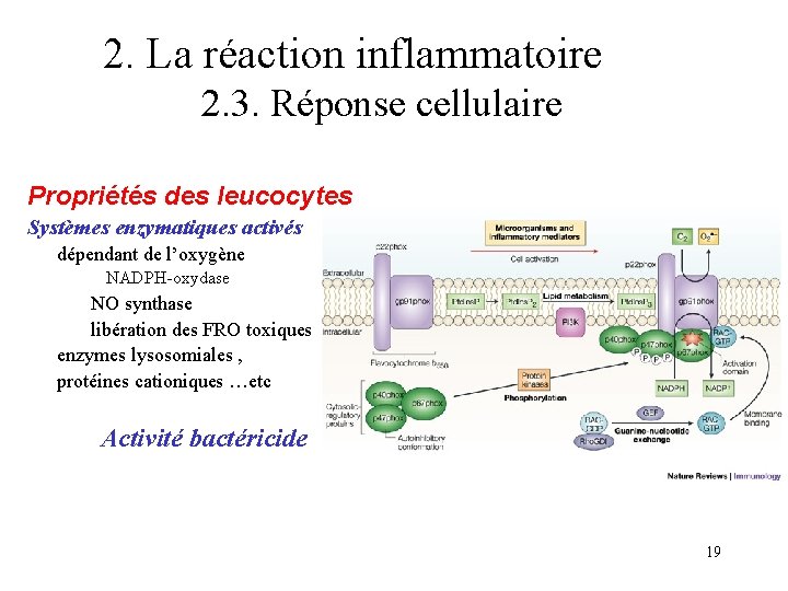 2. La réaction inflammatoire 2. 3. Réponse cellulaire Propriétés des leucocytes Systèmes enzymatiques activés 2. La réaction inflammatoire 2. 3. Réponse cellulaire Propriétés des leucocytes Systèmes enzymatiques activés