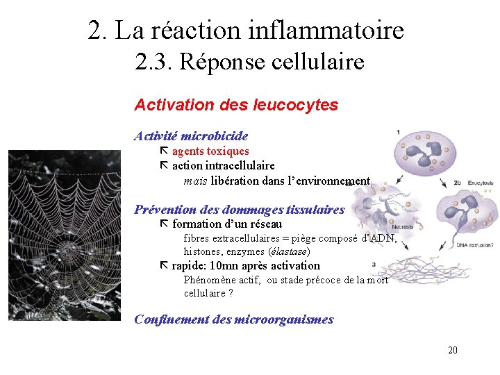 2. La réaction inflammatoire 2. 3. Réponse cellulaire Activation des leucocytes Activité microbicide agents 2. La réaction inflammatoire 2. 3. Réponse cellulaire Activation des leucocytes Activité microbicide agents