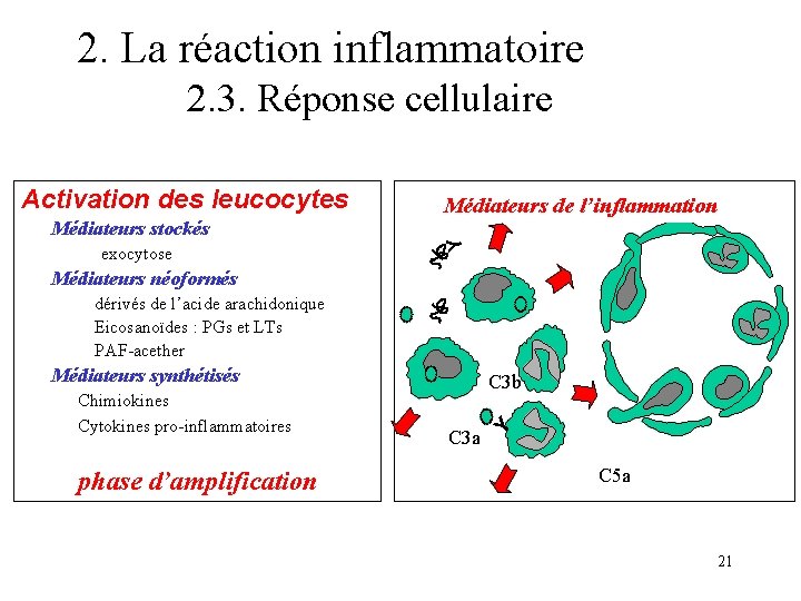 2. La réaction inflammatoire 2. 3. Réponse cellulaire Médiateurs stockés exocytose C 3 a 2. La réaction inflammatoire 2. 3. Réponse cellulaire Médiateurs stockés exocytose C 3 a