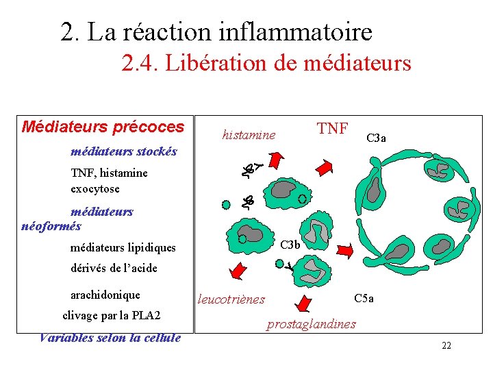 2. La réaction inflammatoire 2. 4. Libération de médiateurs Médiateurs précoces TNF histamine C 2. La réaction inflammatoire 2. 4. Libération de médiateurs Médiateurs précoces TNF histamine C