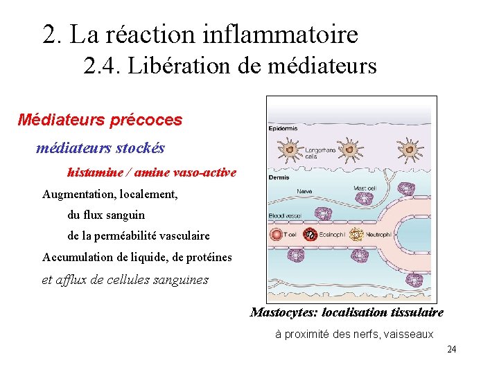 2. La réaction inflammatoire 2. 4. Libération de médiateurs Médiateurs précoces médiateurs stockés histamine 2. La réaction inflammatoire 2. 4. Libération de médiateurs Médiateurs précoces médiateurs stockés histamine