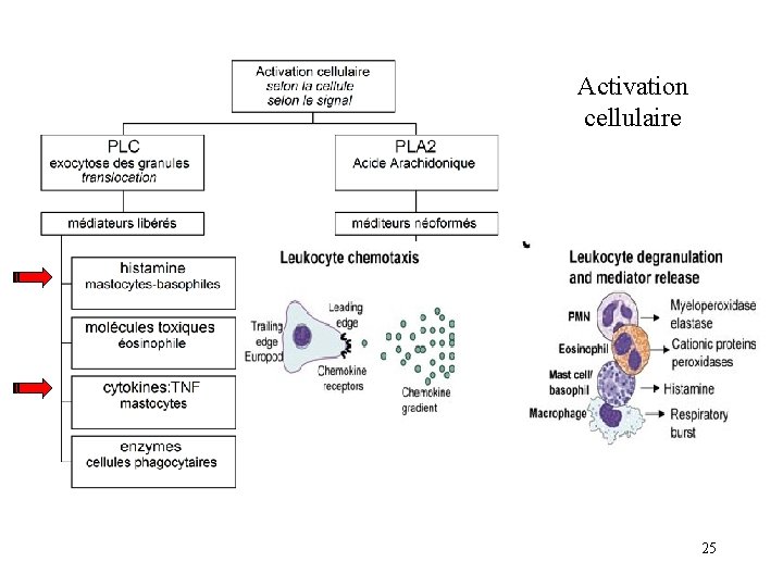 Activation cellulaire 25 Activation cellulaire 25