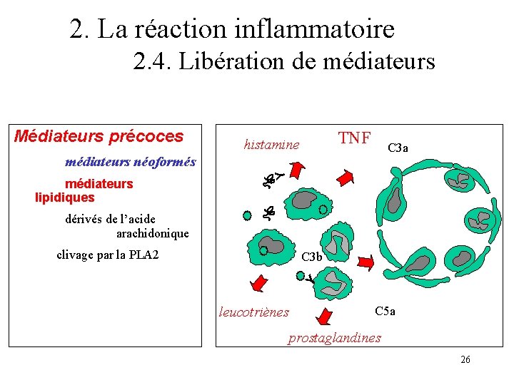 2. La réaction inflammatoire 2. 4. Libération de médiateurs Médiateurs précoces TNF histamine C 2. La réaction inflammatoire 2. 4. Libération de médiateurs Médiateurs précoces TNF histamine C