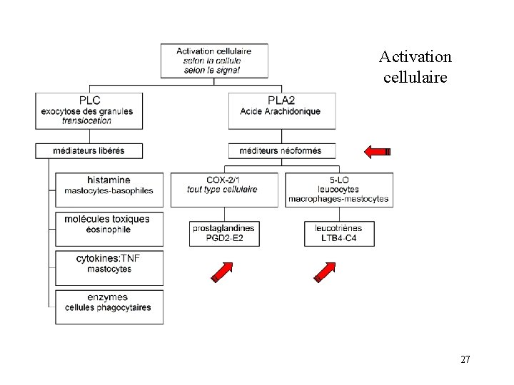 Activation cellulaire 27 Activation cellulaire 27