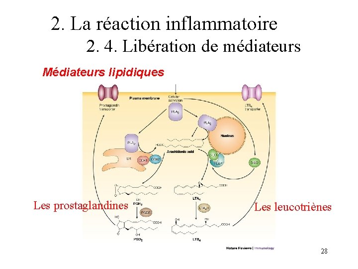 2. La réaction inflammatoire 2. 4. Libération de médiateurs Médiateurs lipidiques Les prostaglandines Les 2. La réaction inflammatoire 2. 4. Libération de médiateurs Médiateurs lipidiques Les prostaglandines Les