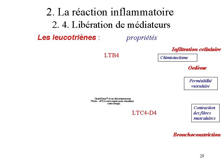 2. La réaction inflammatoire 2. 4. Libération de médiateurs Les leucotriènes : propriétés Infiltration 2. La réaction inflammatoire 2. 4. Libération de médiateurs Les leucotriènes : propriétés Infiltration