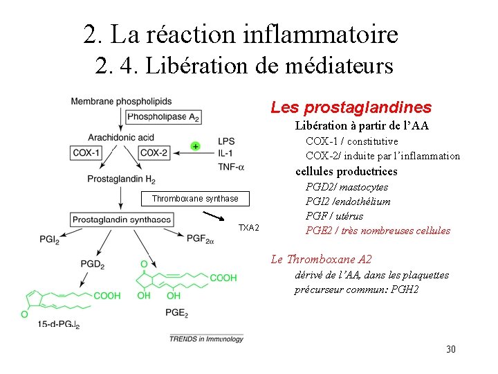 2. La réaction inflammatoire 2. 4. Libération de médiateurs Les prostaglandines Libération à partir 2. La réaction inflammatoire 2. 4. Libération de médiateurs Les prostaglandines Libération à partir