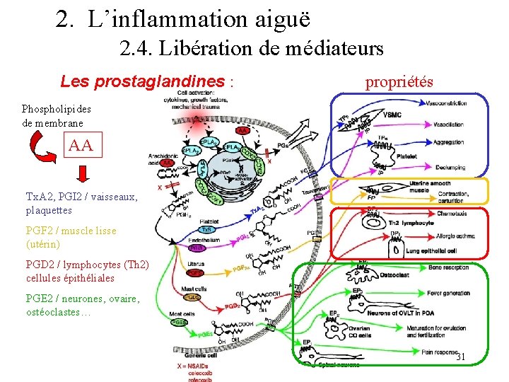 2. L’inflammation aiguë 2. 4. Libération de médiateurs Les prostaglandines : propriétés Phospholipides de 2. L’inflammation aiguë 2. 4. Libération de médiateurs Les prostaglandines : propriétés Phospholipides de