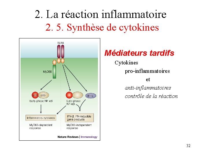 2. La réaction inflammatoire 2. 5. Synthèse de cytokines Médiateurs tardifs Cytokines pro-inflammatoires et 2. La réaction inflammatoire 2. 5. Synthèse de cytokines Médiateurs tardifs Cytokines pro-inflammatoires et