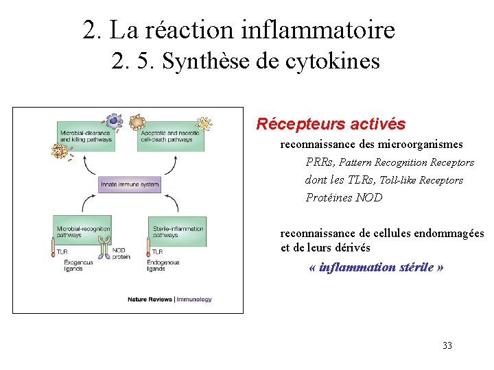 2. La réaction inflammatoire 2. 5. Synthèse de cytokines Récepteurs activés reconnaissance des microorganismes 2. La réaction inflammatoire 2. 5. Synthèse de cytokines Récepteurs activés reconnaissance des microorganismes