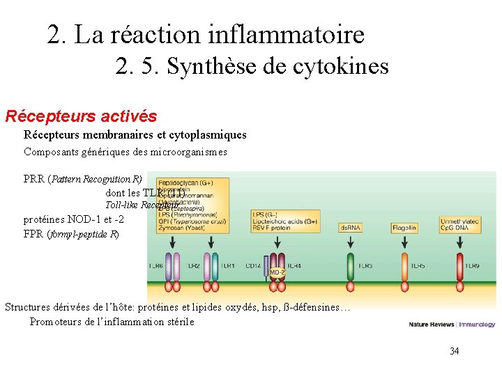 2. La réaction inflammatoire 2. 5. Synthèse de cytokines Récepteurs activés Récepteurs membranaires et 2. La réaction inflammatoire 2. 5. Synthèse de cytokines Récepteurs activés Récepteurs membranaires et