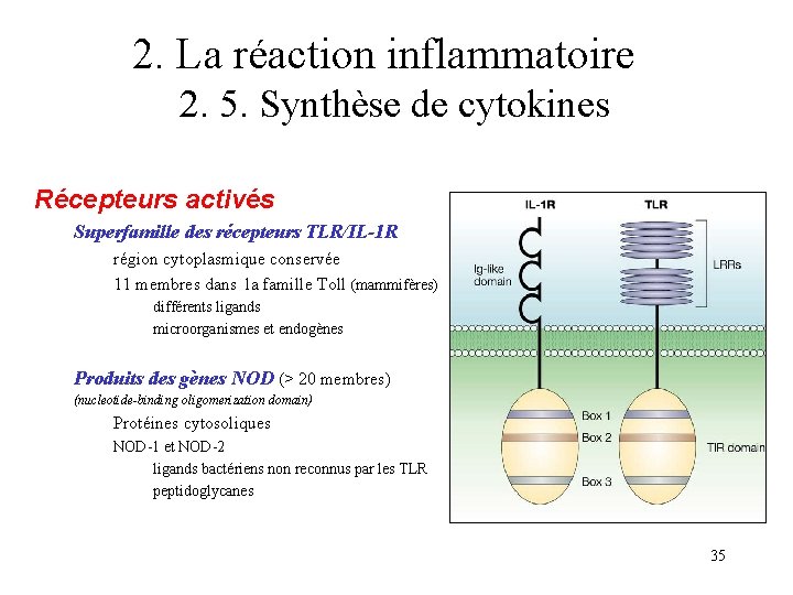 2. La réaction inflammatoire 2. 5. Synthèse de cytokines Récepteurs activés Superfamille des récepteurs 2. La réaction inflammatoire 2. 5. Synthèse de cytokines Récepteurs activés Superfamille des récepteurs
