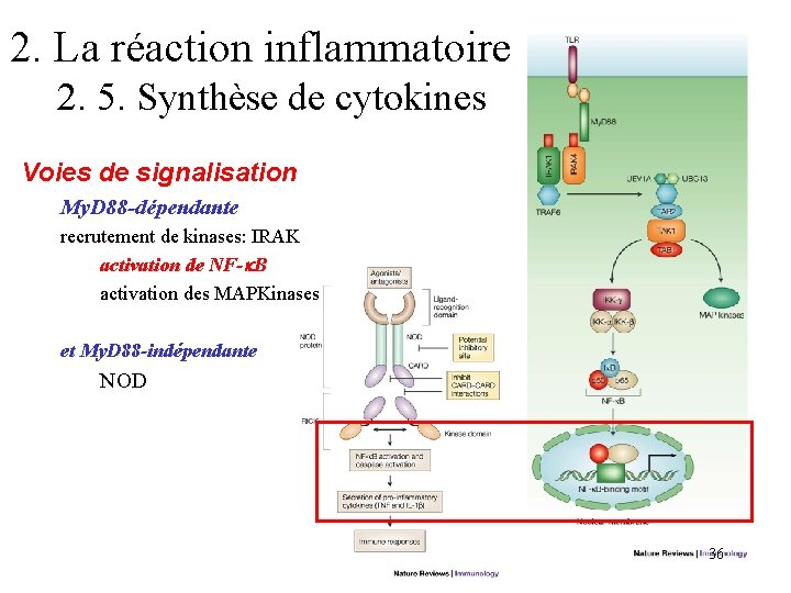 2. La réaction inflammatoire 2. 5. Synthèse de cytokines Voies de signalisation My. D 2. La réaction inflammatoire 2. 5. Synthèse de cytokines Voies de signalisation My. D