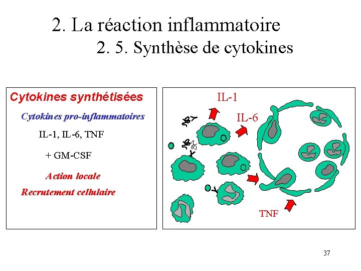 2. La réaction inflammatoire 2. 5. Synthèse de cytokines Cytokines synthétisées IL-6 Y Cytokines 2. La réaction inflammatoire 2. 5. Synthèse de cytokines Cytokines synthétisées IL-6 Y Cytokines