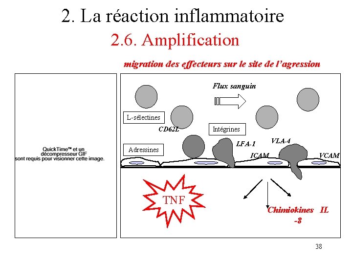 2. La réaction inflammatoire 2. 6. Amplification migration des effecteurs sur le site de 2. La réaction inflammatoire 2. 6. Amplification migration des effecteurs sur le site de