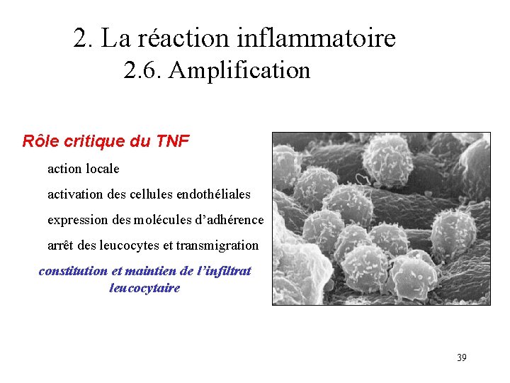 2. La réaction inflammatoire 2. 6. Amplification Rôle critique du TNF action locale activation 2. La réaction inflammatoire 2. 6. Amplification Rôle critique du TNF action locale activation