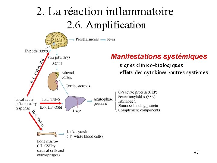 2. La réaction inflammatoire 2. 6. Amplification Manifestations systémiques signes clinico-biologiques effets des cytokines 2. La réaction inflammatoire 2. 6. Amplification Manifestations systémiques signes clinico-biologiques effets des cytokines